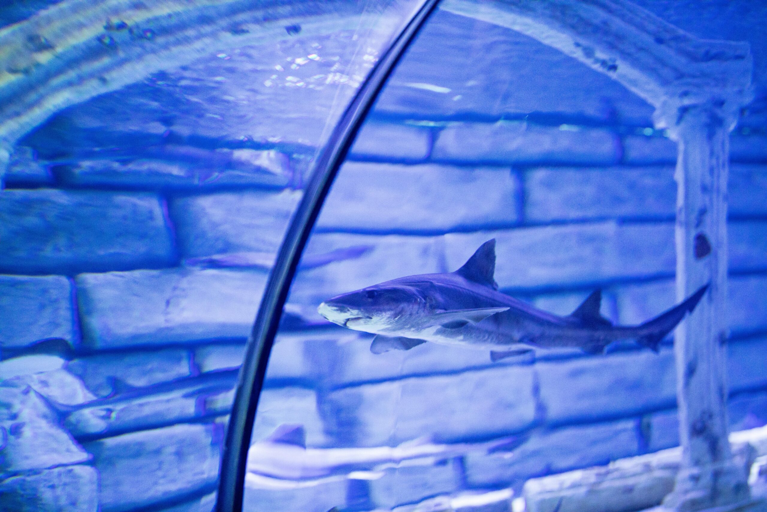 aquarium antalya